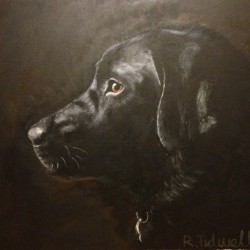 Black Labrador